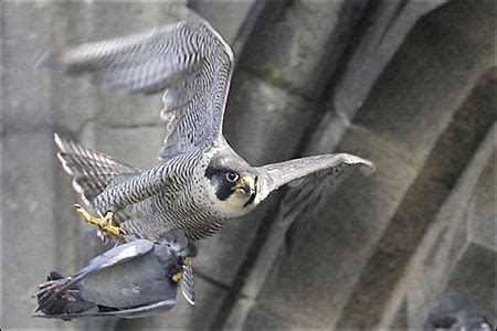 peregrine falcon hunting | My HD Animals