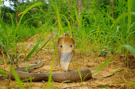 Monocled cobra (Naja kaouthia)