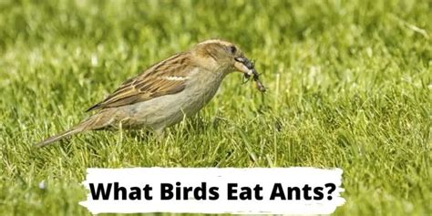 What Birds Eat Ants? (List of Birds That Eat Ants)