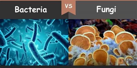 bacteria vs fungi – Diffzi