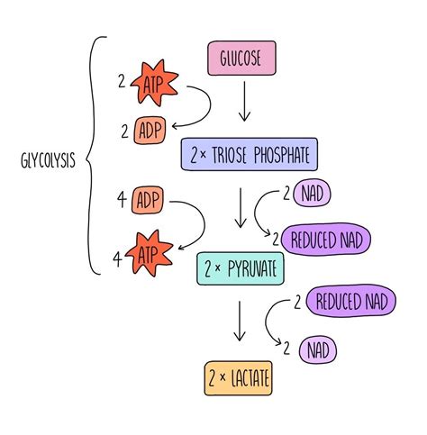 Simple Aerobic Respiration Diagram