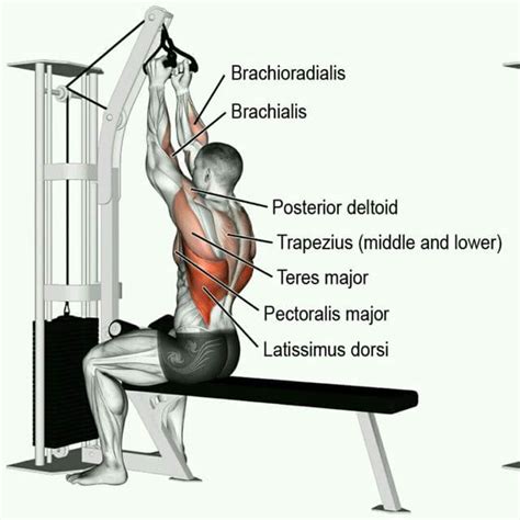 Wide Grip Lat Pulldown Muscles Worked