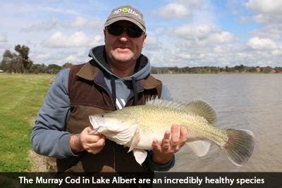 Lake Albert: Has Bounced Back! – Social Fishing