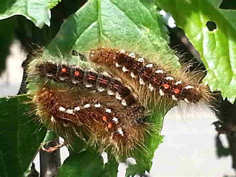 Brown-tail Moth and hairy caterpillar Euproctis chrysorrhoea