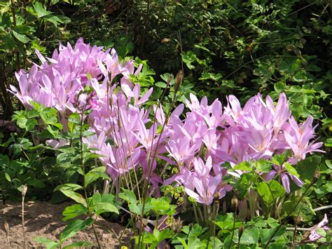 Colchicum autumnale L. | Plants of the World Online | Kew Science