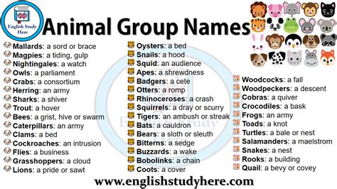 Animal Group Names - English Study Here