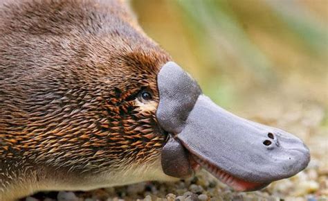 WHAT IS A DUCK-BILLED PLATYPUS |The Garden of Eaden