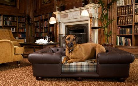 The best dog-friendly hotels in the UK your pooch will love as much as ...