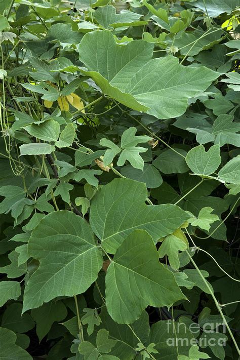 Kudzu Vine Photograph by Inga Spence - Fine Art America