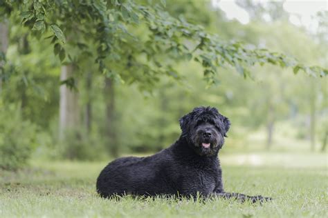 Bouvier des Flandres: Dog Breed Characteristics & Care