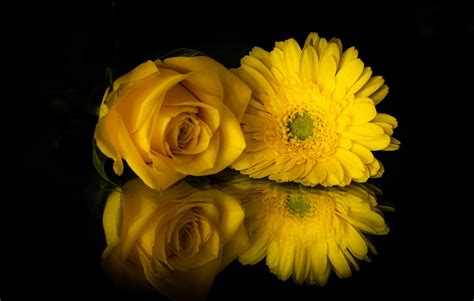 Yellow Flowers in Black Background · Free Stock Photo