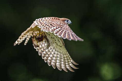 African Bird Club