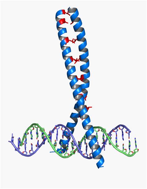 Leucine Zipper - Leucine Zipper Dna Binding Domain , Free Transparent ...