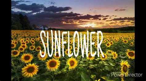 Post malone sunflower official lyrics - lasopacm