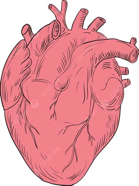 Human Heart Anatomy Drawing Human Heart Anatomy Heart Drawing Vector ...