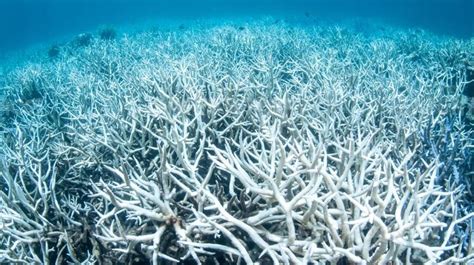 Shocking New Pictures Of Coral Bleaching On Great Barrier Reef ...