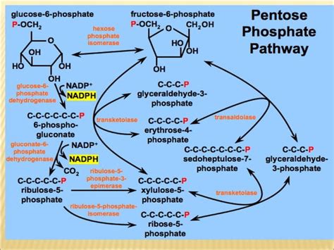 PENTOSE PHOSPHATE PATHWAY