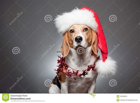 Christmas Beagle Wallpapers - Top Free Christmas Beagle Backgrounds ...