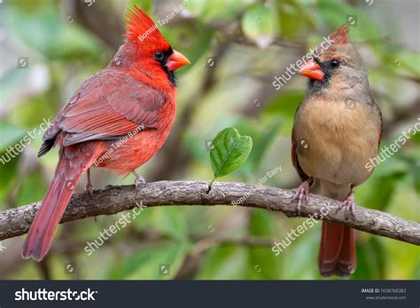 1,805 Female Redbird Images, Stock Photos & Vectors | Shutterstock