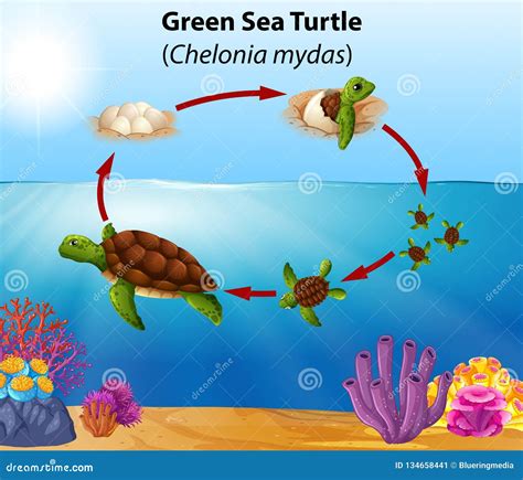 Cycle De Vie De Tortue De Mer Verte Illustration de Vecteur ...