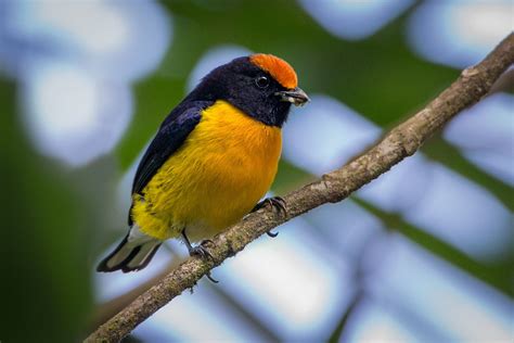 219. Tawny-capped Euphonia (Euphonia anneae) | found in Colombia, Costa ...