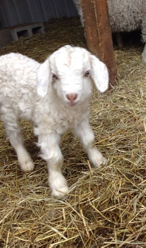 Baby angora goat. Soooo cute | Angora goat baby, Angora goats, Pet goat