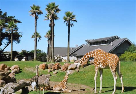 Explore the San Francisco Zoo and Its Fascinating Wildlife Exhibits