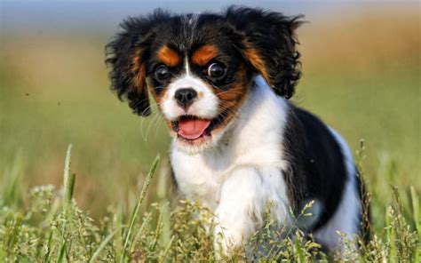 Cavalier King Charles Spaniel - Native Breed.org