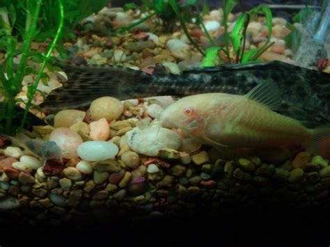 Cory Catfish Breeding - Aquarium Advice - Aquarium Forum Community