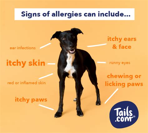 How To Test Your Dog For Food Allergies