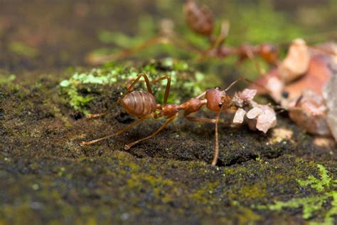 Red ants in nature 1224265 Stock Photo at Vecteezy