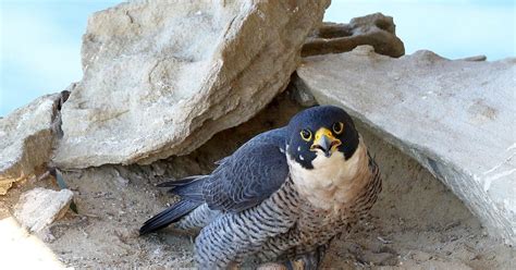 Peregrine Falcon Nesting: A Complete Guide | Birdfact