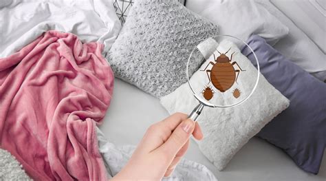 Bed Bug Prevention: Helping You Sleep Tight Without the Bed Bugs