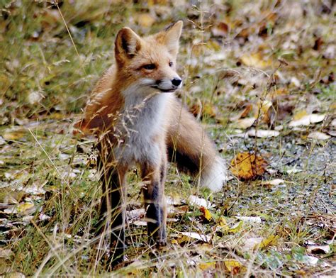 future fox fox-tail