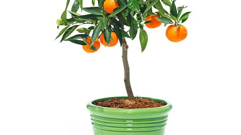 Clementine Mandarin Orange Tree