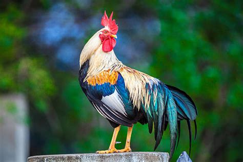 Rooster Pictures, Images and Stock Photos - iStock