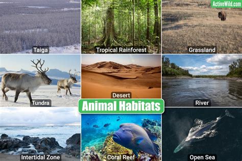 Animal Habitats – Terrestrial, Freshwater & Marine, Footage ...