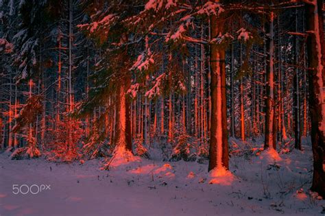 Sunset in the Snowy Forest, Ardennes - The photo of pine forest in ...