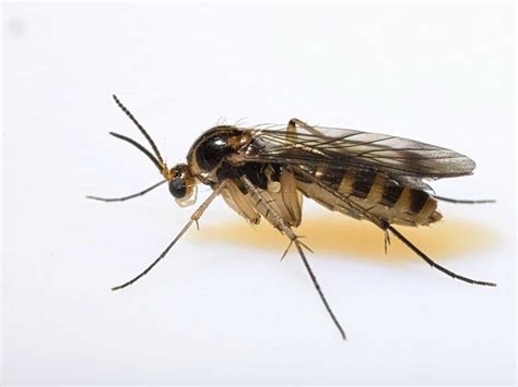 Gnats: Effective Ways of Repelling These Tiny Insects