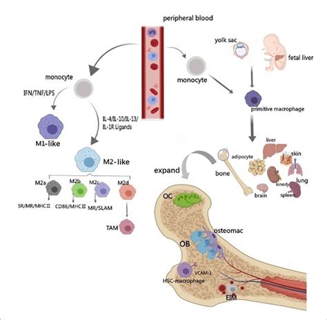 | Origin and classification of macrophages. The diagram illustrates the ...