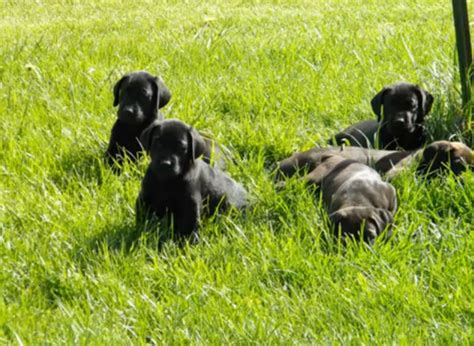 Canis Panther Info, Temperament, Puppies, Pictures