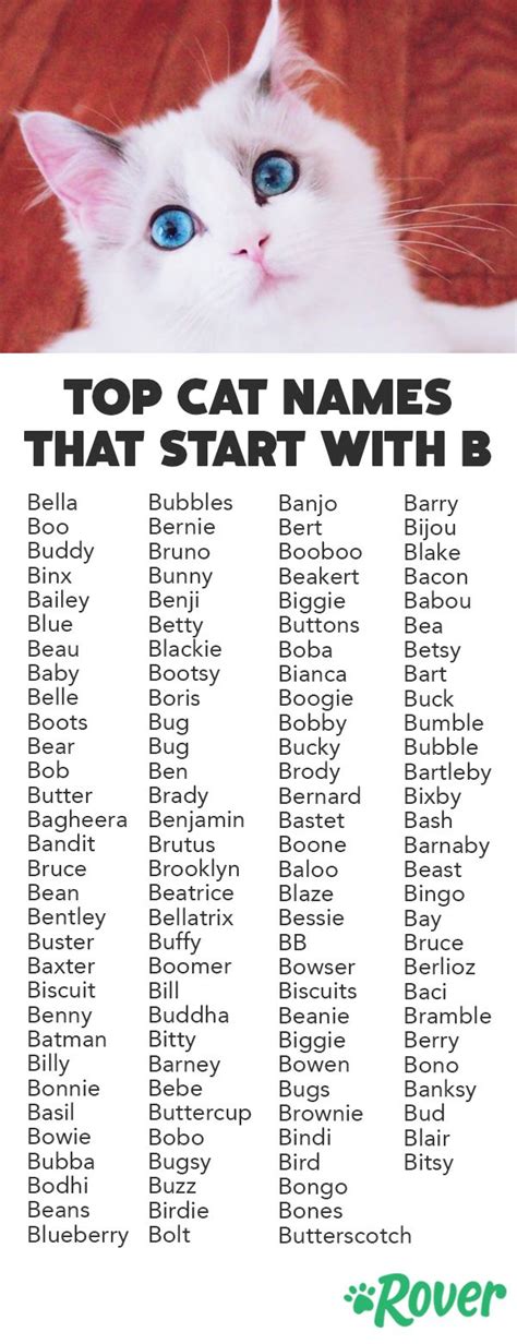 Best Cat Names that Start with 'B'