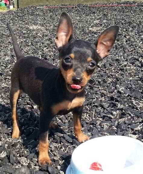 Miniature Doberman Pinscher Chihuahua Mix For Sale - Pets Lovers