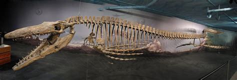 Mosasaurus Skeleton