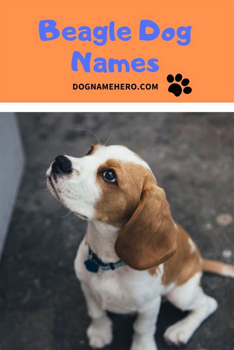 Beagle Names - 100 Names For Beagle Puppy - Dog Name Hero | Beagle ...