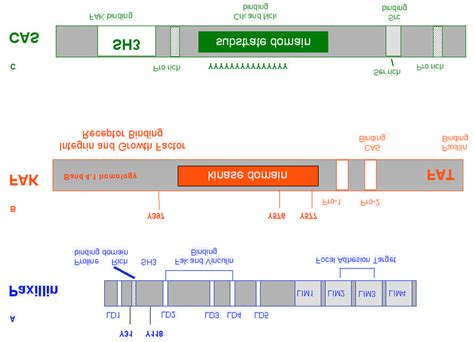 Schematic of the structure of A) paxillin, B) FAK, and C) p130CAS ...