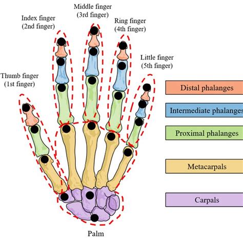 Anatomy Of The Right Hand