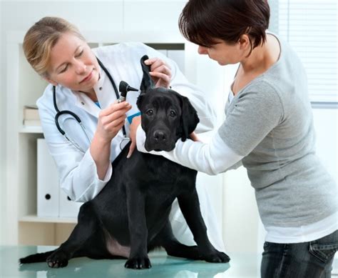 Time for a vet check-up! - Dogslife. Dog Breeds Magazine