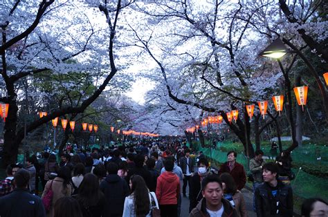 Adventures Abroad: Ueno Park + Cherry Blossoms