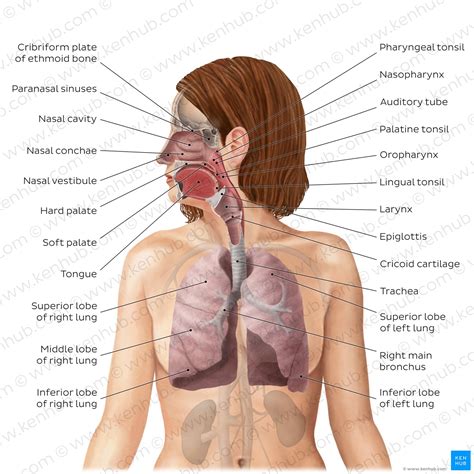 Respiratory System Labeled Diagram